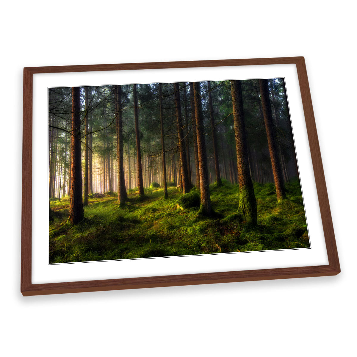 A Sense of Spring in the Forest Landscape FRAMED ART PRINT Picture Artwork