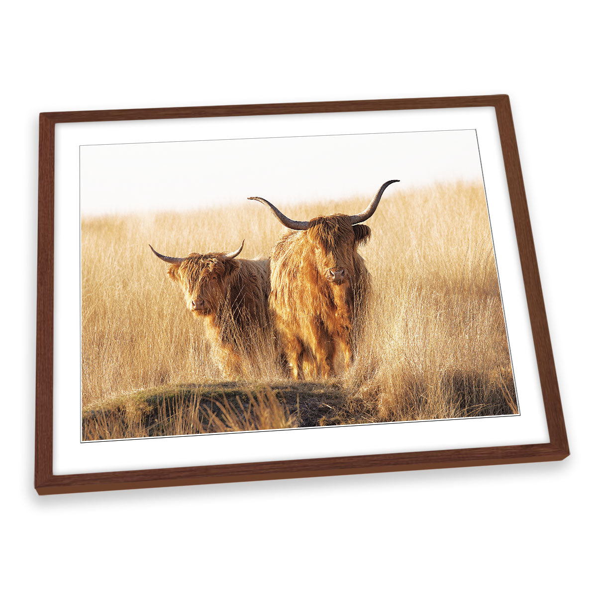 Young and Old Highland Cows Scottish FRAMED ART PRINT Picture Artwork