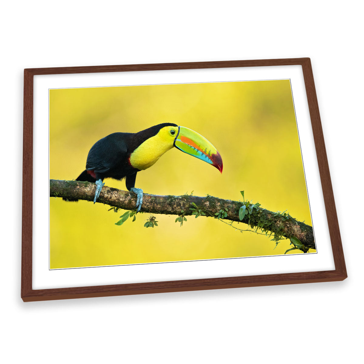 Yellow Keel-Billed Toucan Bird Wildlife FRAMED ART PRINT Picture Artwork