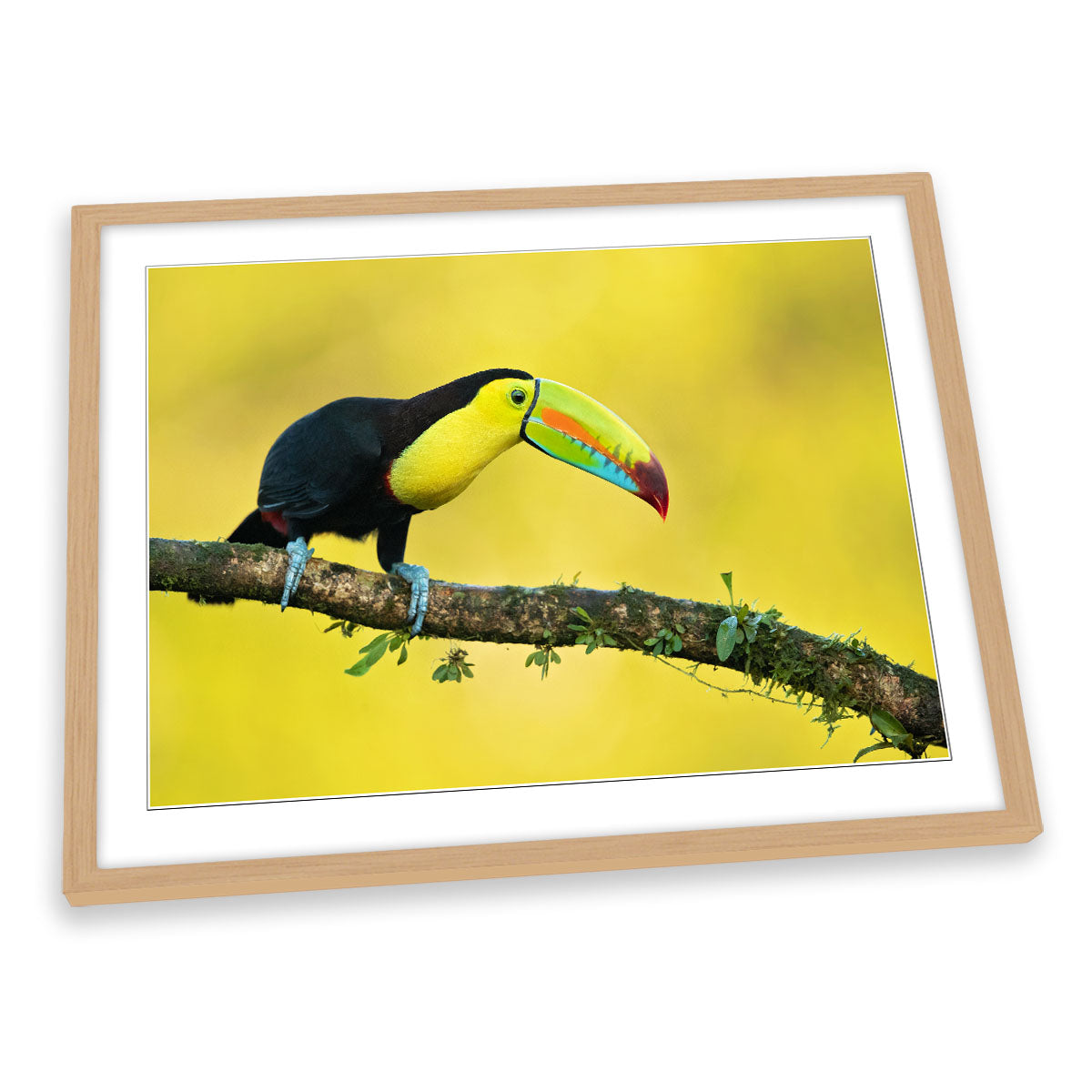 Yellow Keel-Billed Toucan Bird Wildlife FRAMED ART PRINT Picture Artwork