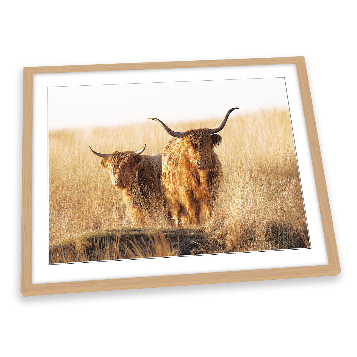 Young and Old Highland Cows Scottish FRAMED ART PRINT Picture Artwork