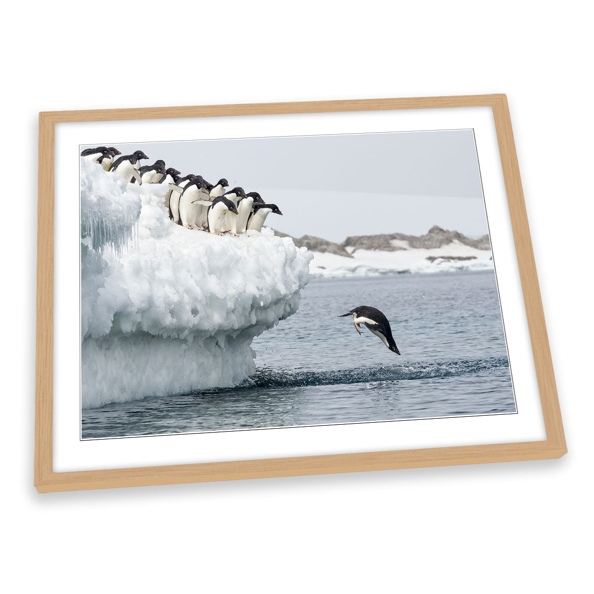 Penguin Splash Dive Wildlife FRAMED ART PRINT Picture Artwork