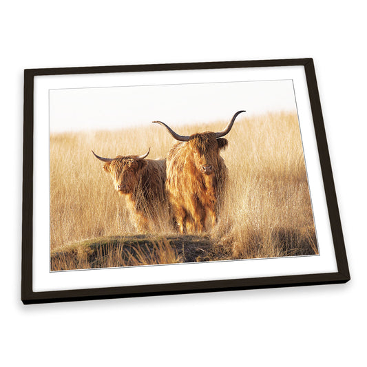 Young and Old Highland Cows Scottish FRAMED ART PRINT Picture Artwork
