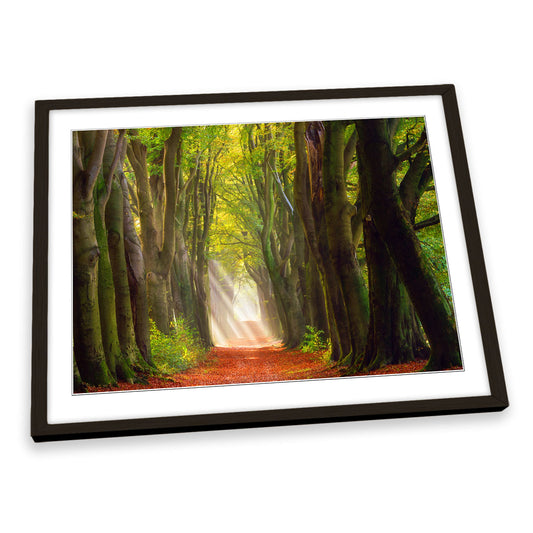 A Glorious Day Forest Trees Path FRAMED ART PRINT Picture Artwork