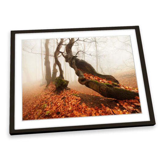 Aging Autumn Forest Trees Orange FRAMED ART PRINT Picture Artwork
