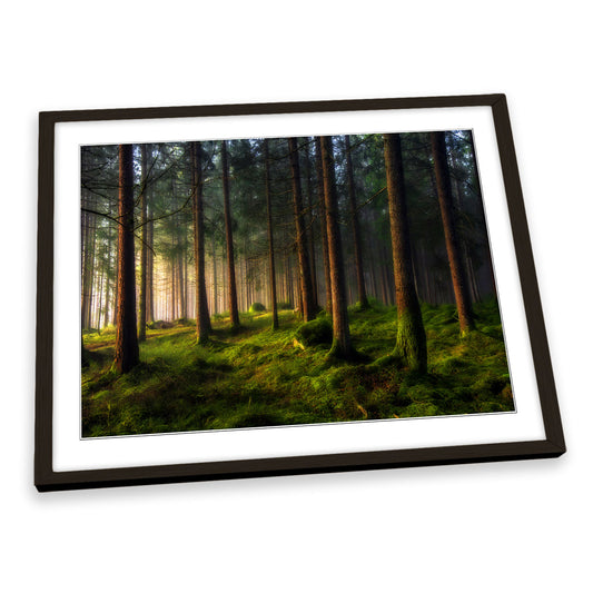 A Sense of Spring in the Forest Landscape FRAMED ART PRINT Picture Artwork