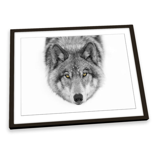 Yellow Eyes Timber Wolf Snow Wildlife FRAMED ART PRINT Picture Artwork