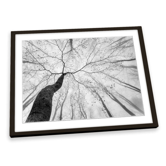 A View of the Tree Crown Forest FRAMED ART PRINT Picture Artwork