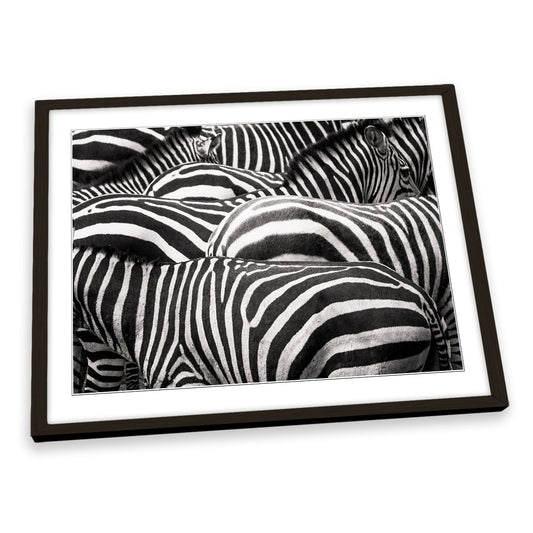 Zebras Together Wildlife FRAMED ART PRINT Picture Artwork