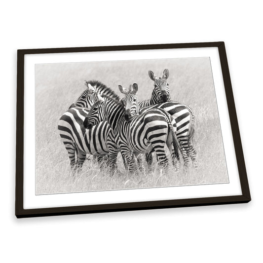Zebras Wildlife Nature FRAMED ART PRINT Picture Artwork