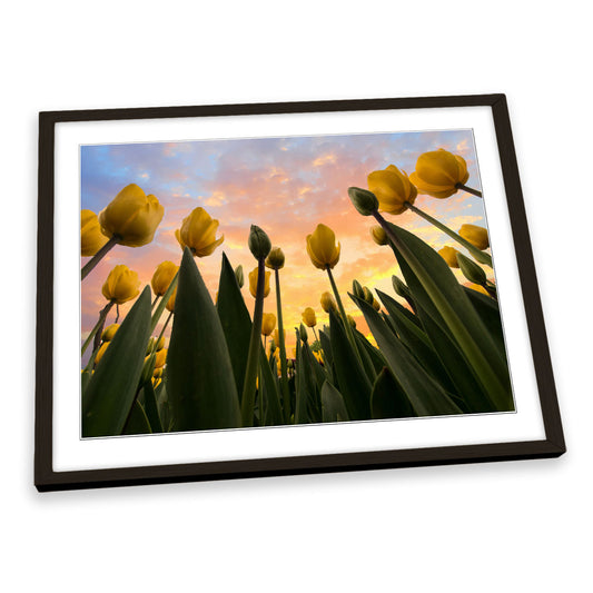 Yellow Tulip Flowers Sunset FRAMED ART PRINT Picture Artwork