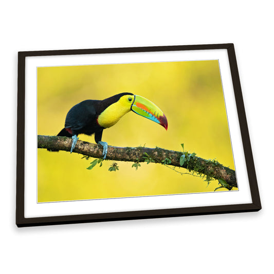Yellow Keel-Billed Toucan Bird Wildlife FRAMED ART PRINT Picture Artwork