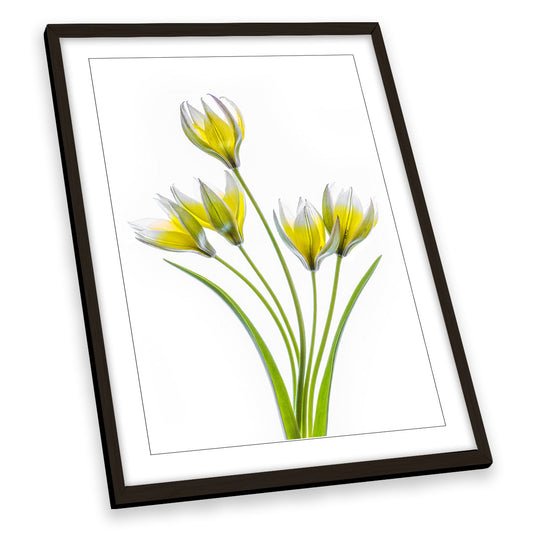Yellow Tulip Flowers Floral Spring FRAMED ART PRINT Picture Portrait Artwork