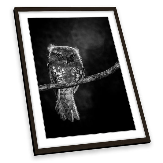Alone in the Night Owl Branch Wildlife FRAMED ART PRINT Picture Portrait Artwork