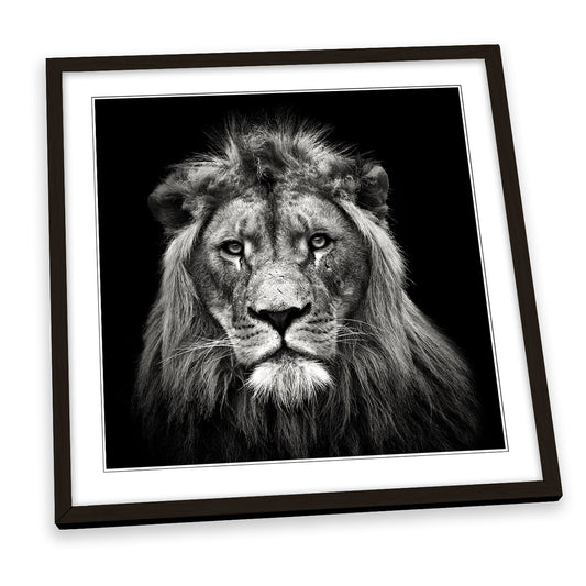 Young Male Lion Portrait FRAMED ART PRINT Picture Square Artwork