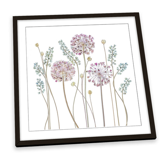 Allium Floral Flowers White FRAMED ART PRINT Picture Square Artwork