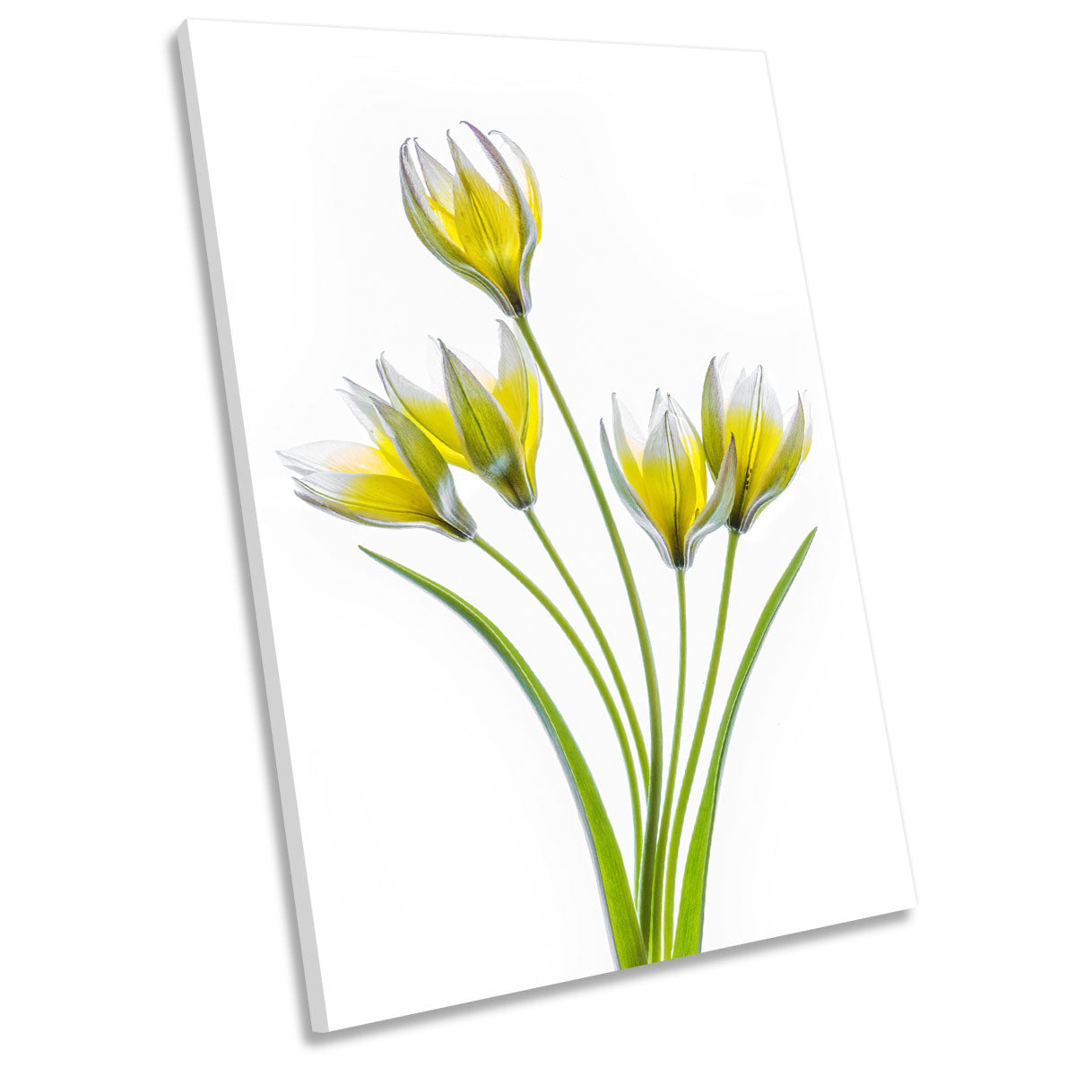 Yellow Tulip Flowers Floral Spring CANVAS WALL ART Portrait Picture Print