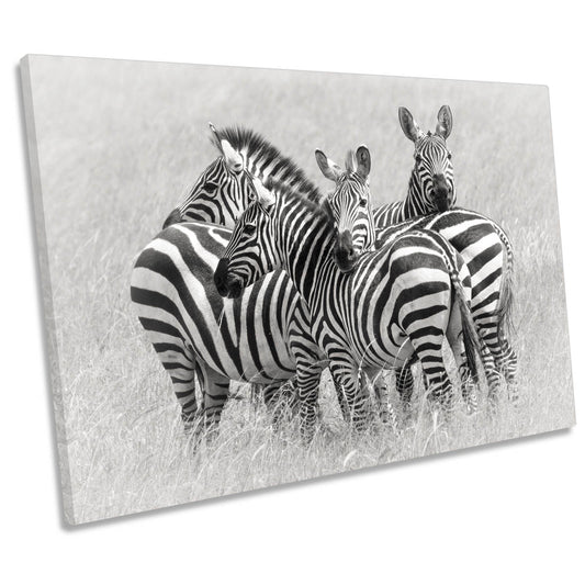 Zebras Wildlife Nature CANVAS WALL ART Print Picture