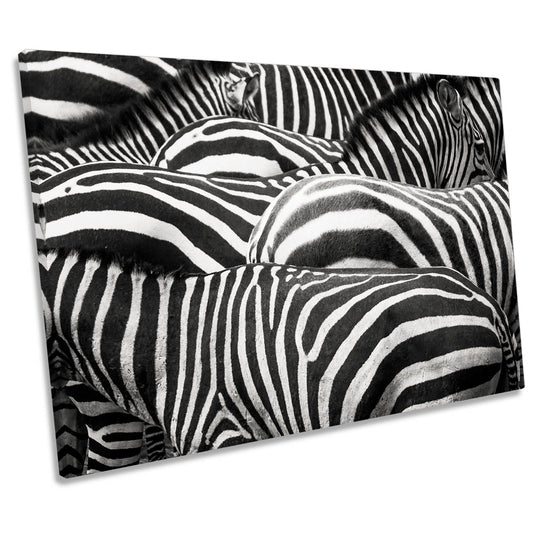 Zebras Together Wildlife CANVAS WALL ART Print Picture