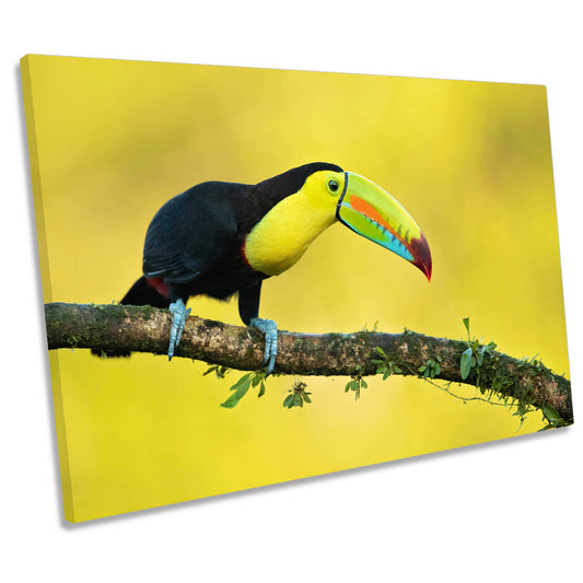 Yellow Keel-Billed Toucan Bird Wildlife CANVAS WALL ART Print Picture