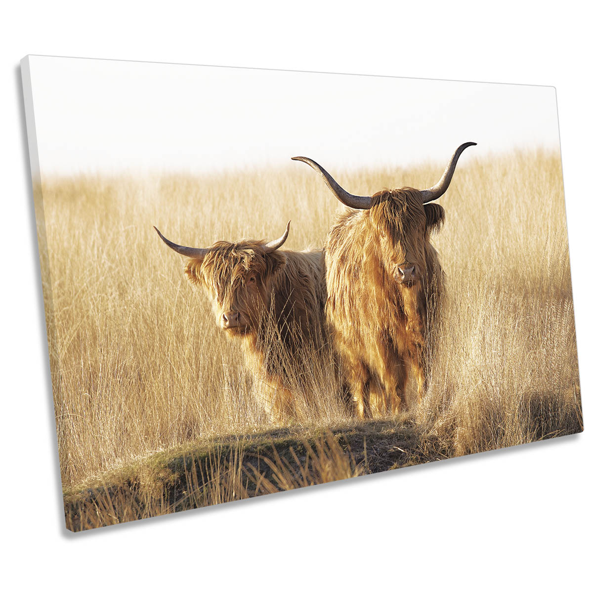 Young and Old Highland Cows Scottish CANVAS WALL ART Print Picture