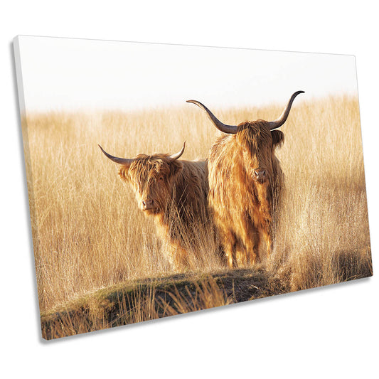 Young and Old Highland Cows Scottish CANVAS WALL ART Print Picture