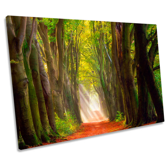 A Glorious Day Forest Trees Path CANVAS WALL ART Print Picture